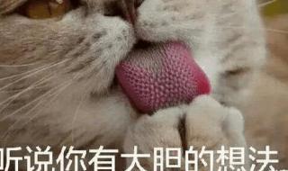 猫吃鱼不卡刺猫咪吃鱼为什么不怕鱼刺的原因 猫咪吃鱼会不会被鱼刺卡住