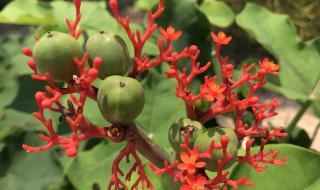 深圳-仙湖植物园如何坐车过去 罗湖仙湖植物园